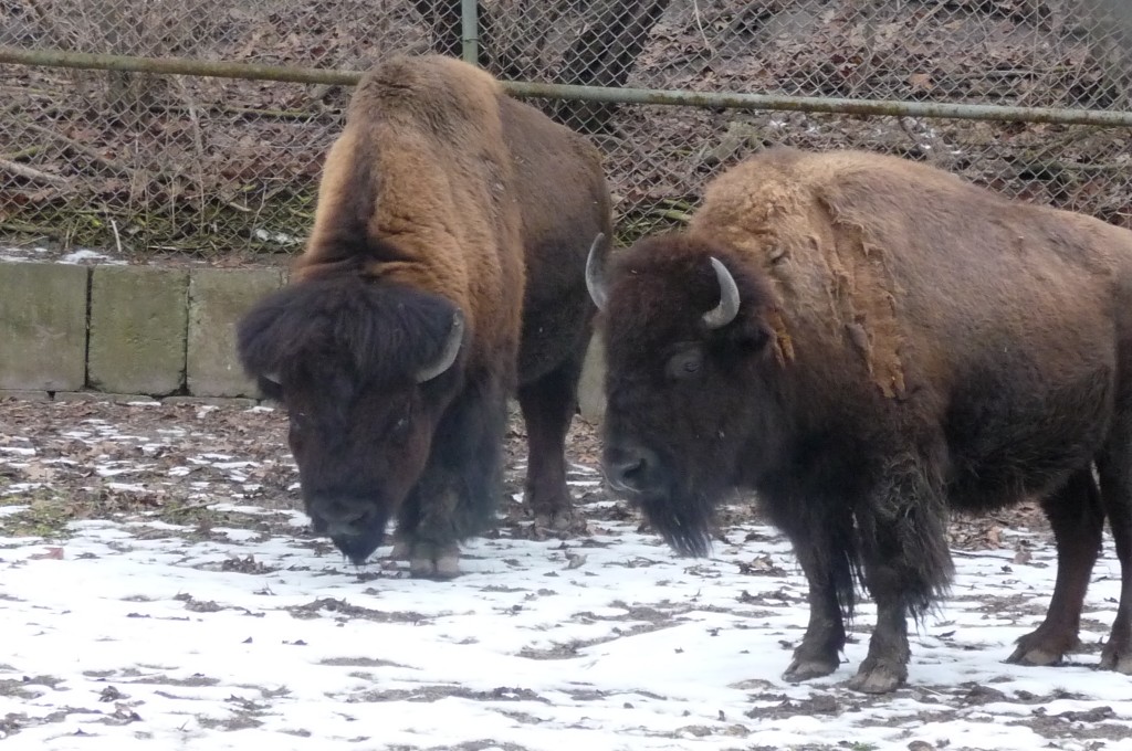 Bison