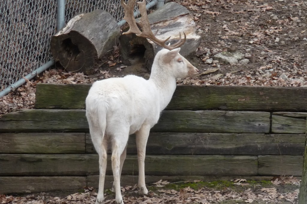 white deer