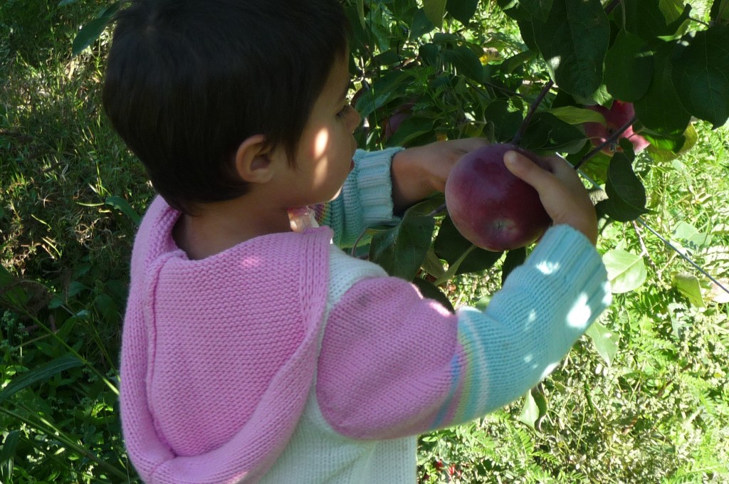 apple picker