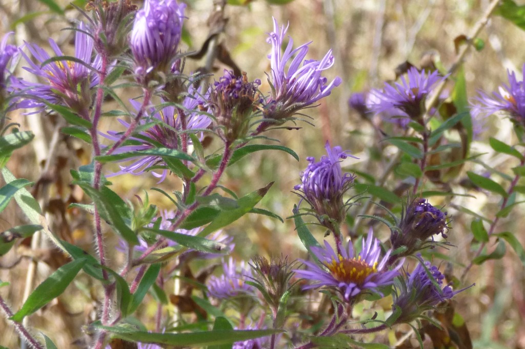 purple - michaelmas daisies