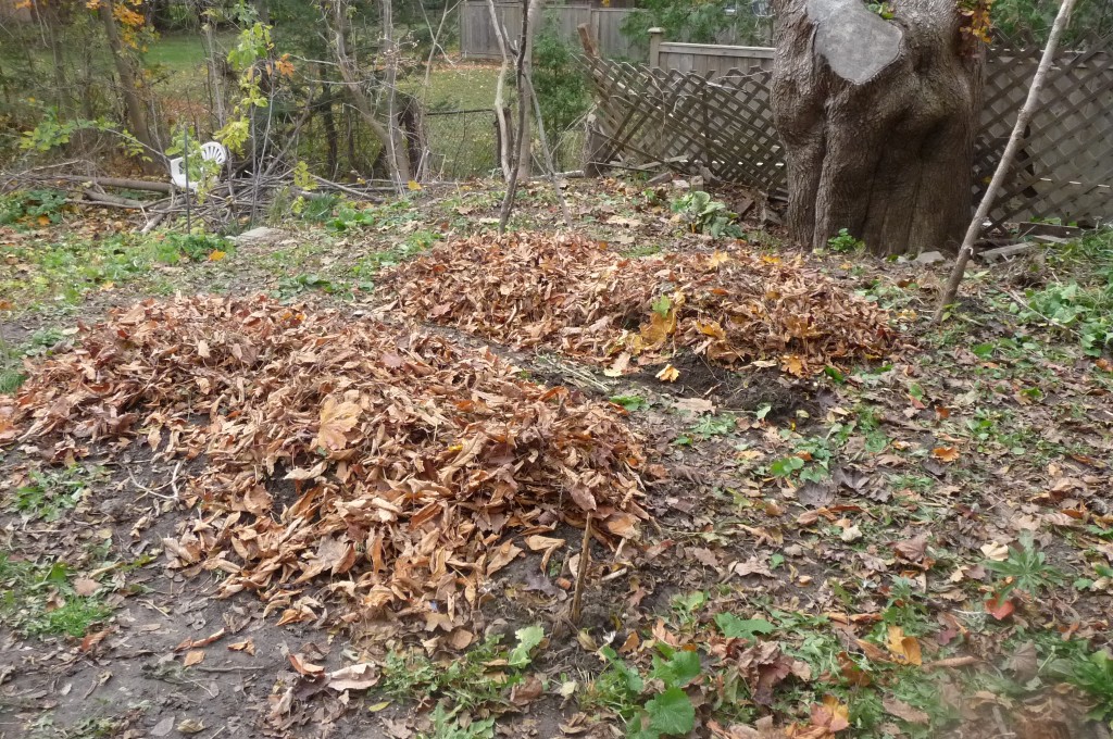 garden beds covered with leaves