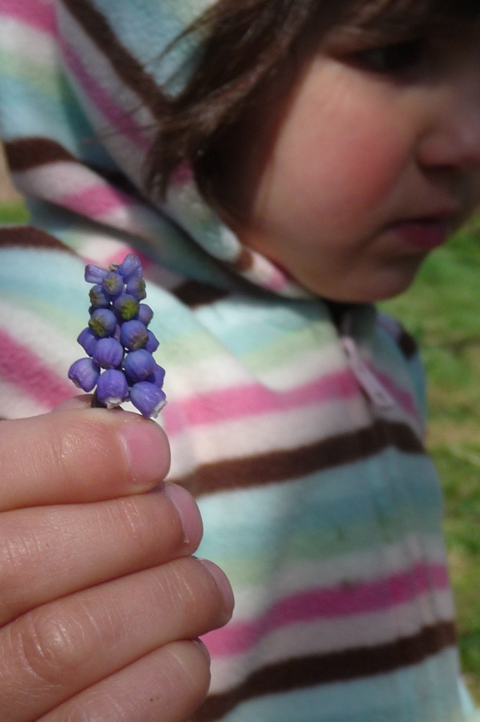 Lili picking a grape hyacinth