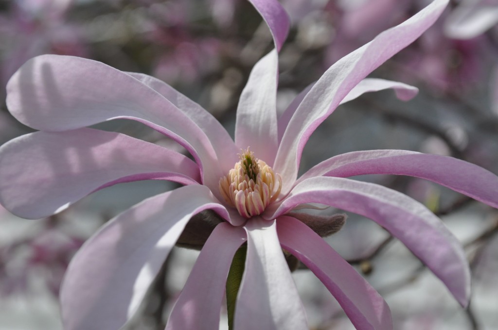 magnolia flower