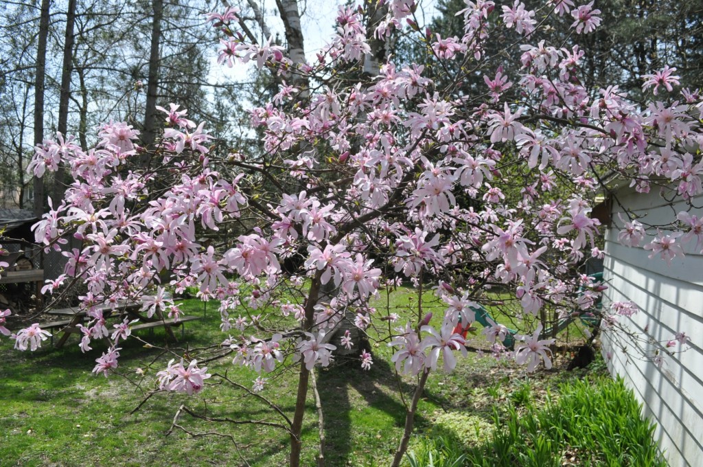 magnolia tree